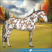 Horse Color:Bay Dun Sabino Appaloosa