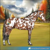Horse Color:Bay Sabino Appaloosa