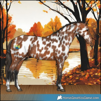 Horse Color:Bay Sabino Near Leopard