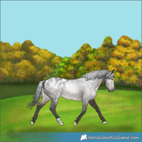 Horse Color:Gray Brown Merle Blanket 