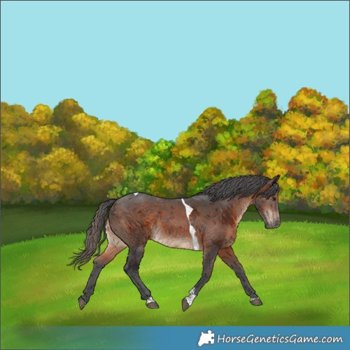 Horse Color:Brown Merle Tobiano 