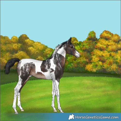 Horse Color:Powder White Brown Tobiano 