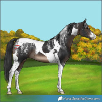 Horse Color:Powder White Brown Tobiano 