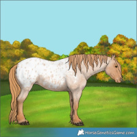 Horse Color:Red Roan Blanket 