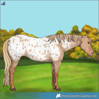Horse Color:Red Dun Near Leopard 