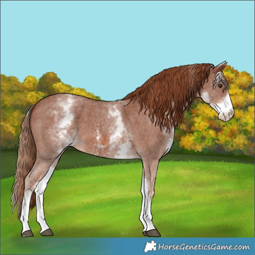 Horse Color:White Spotted Chestnut Sabino 