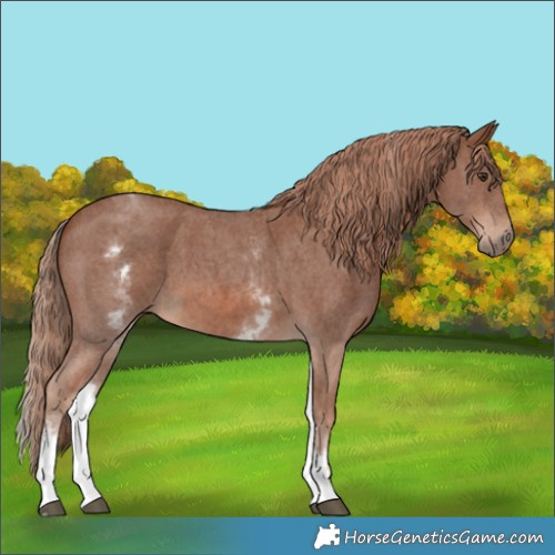 Horse Color:White Spotted Chestnut Sabino 