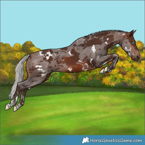 Horse Color:White Spotted Silver Brown Merle 