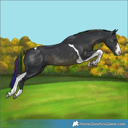 Horse Color:Painted Brown Tobiano 