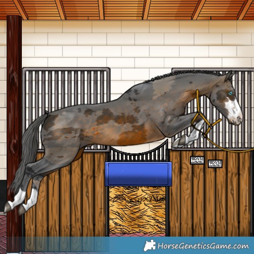 Horse Color:Brown Merle 