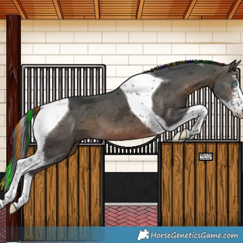 Horse Color:Painted Brown Merle Sabino Tobiano 