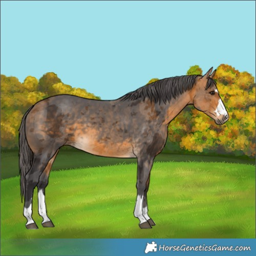 Horse Color:Buckskin Merle 