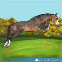 Horse Color:Buckskin Merle 