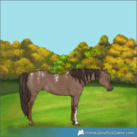 Horse Color:Powder White Liver Red Dun 