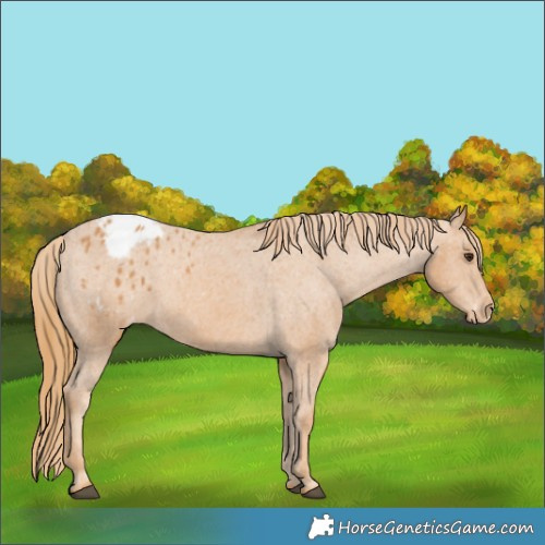 Horse Color:Chestnut Appaloosa Rabicano 