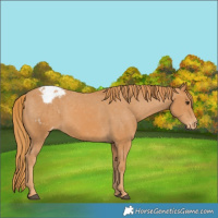 Horse Color:Chestnut Appaloosa Rabicano 