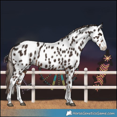 Horse Color:Liver Chestnut Splash Near Leopard 