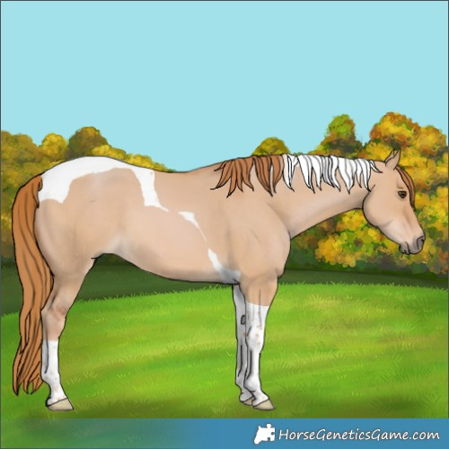 Horse Color:Red Dun Tobiano 