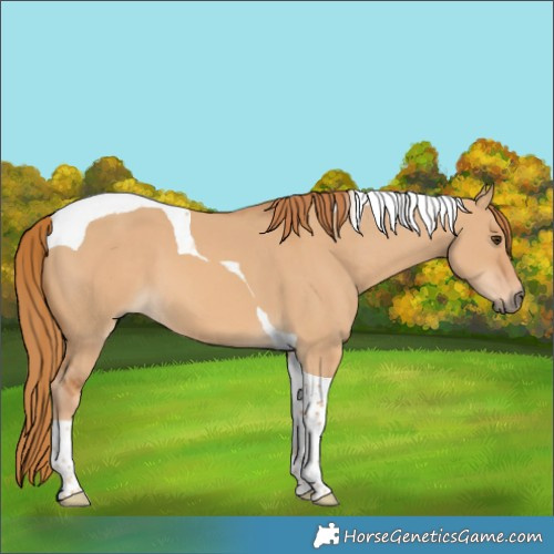 Horse Color:Red Dun Tobiano 