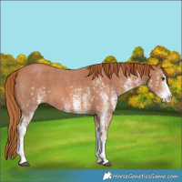 Horse Color:White Spotted Chestnut 