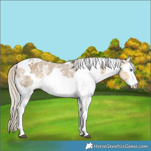 Horse Color:Silver Buckskin Dun Merle Sabino 