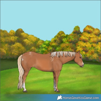 Horse Color:Powder White Chestnut Rabicano
