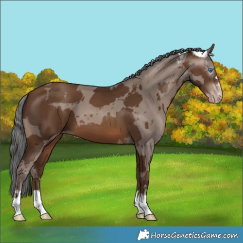 Horse Color:Gray Sable Champagne Merle 
