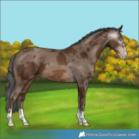 Horse Color:Gray Sable Champagne Merle 