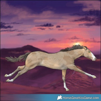 Horse Color:Sable Cream Champagne Merle 
