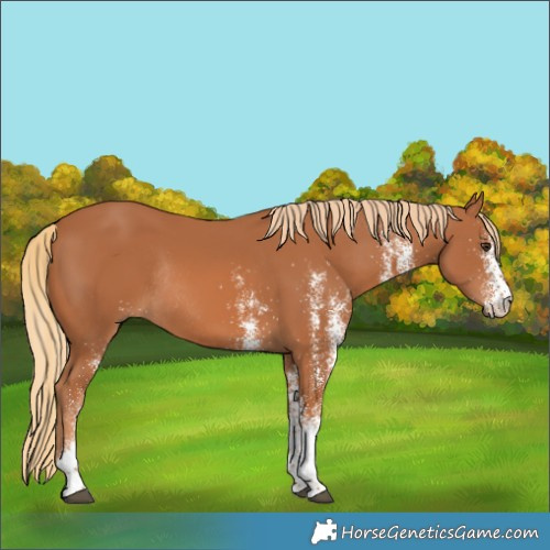 Horse Color:White Spotted Chestnut Rabicano