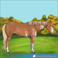 Horse Color:White Spotted Chestnut Rabicano 
