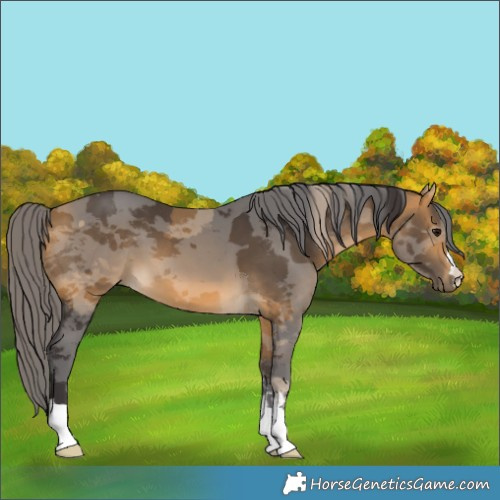 Horse Color:Buckskin Merle 