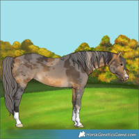 Horse Color:Buckskin Merle 
