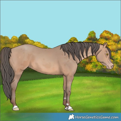 Horse Color:Amber Champagne Merle