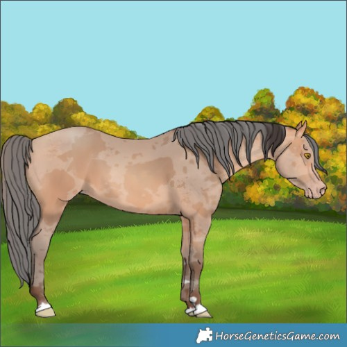 Horse Color:Amber Champagne Merle 