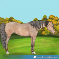 Horse Color:Amber Champagne Merle 