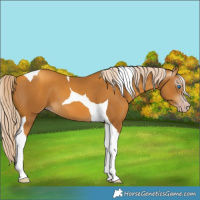 Horse Color:Gray Gold Cream Champagne Tobiano 