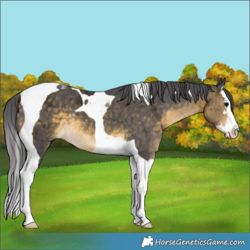 Horse Color:Buckskin Merle Splash Tobiano 