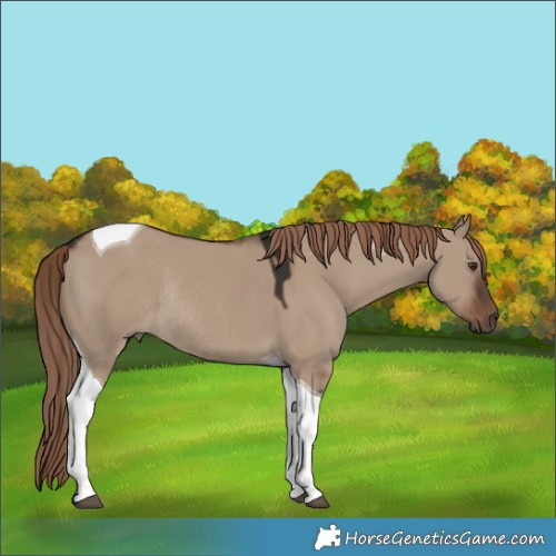 Horse Color:Liver Red Dun Tobiano Rabicano 