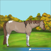 Horse Color:Liver Red Dun Tobiano Rabicano 