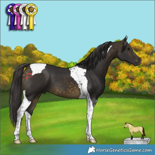 Horse Color:Buckskin Tobiano 