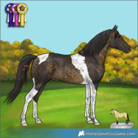 Horse Color:Buckskin Tobiano