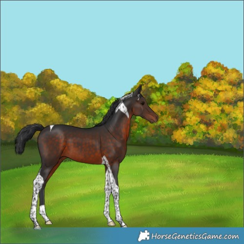 Horse Color:Brown Tobiano 