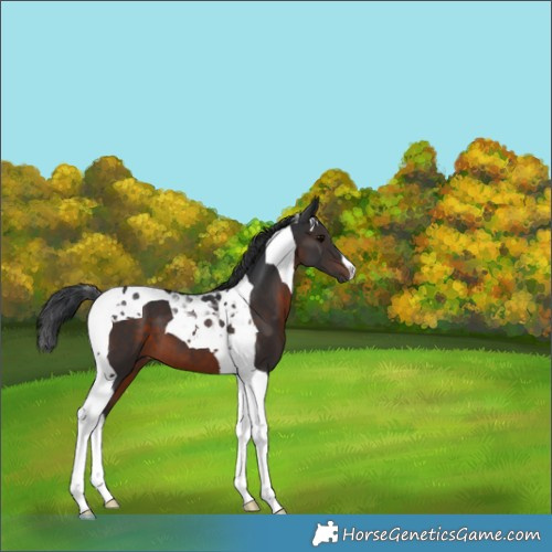 Horse Color:Brown Tobiano 