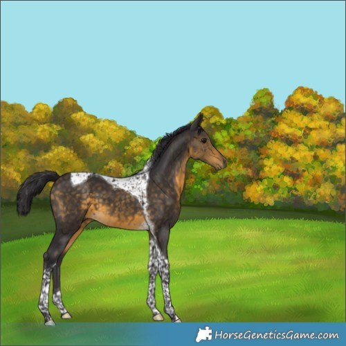 Horse Color:Buckskin Tobiano