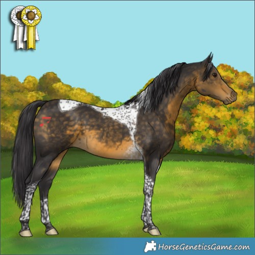 Horse Color:Buckskin Tobiano 