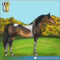 Horse Color:Buckskin Tobiano 