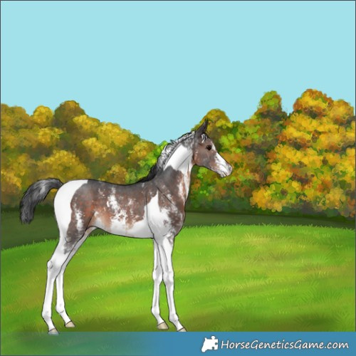 Horse Color:Brown Sabino Tobiano 