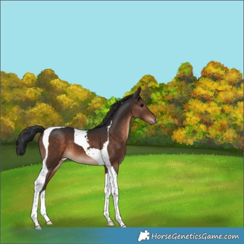 Horse Color:Brown Tobiano 
