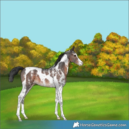 Horse Color:Brown Sabino Tobiano 